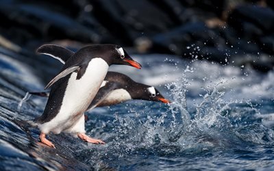penguins, sea, sea birds, water splashes, jumping penguins