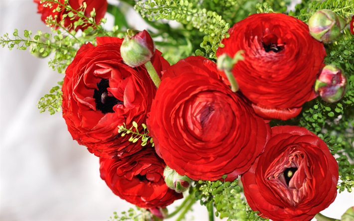 Ranunculus, red flowers, Asian buttercup, bouquet of red flowers