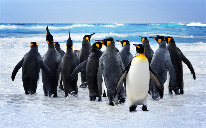 ダウンロード画像 皇帝ペンギン 4k 海洋 南極 ペンギン Aptenodytes Forsteri フリー のピクチャを無料デスクトップの 壁紙