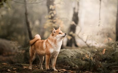 Shiba Inu, red dog, forest, smooth-haired dog, breeds of hunting dogs