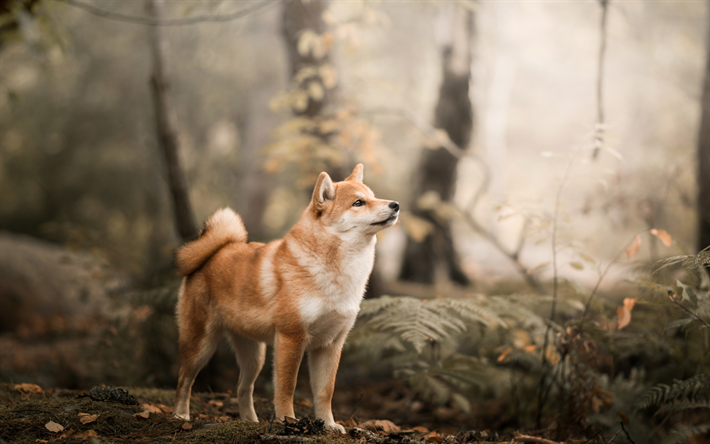 Shiba Inu, red dog, mets&#228;, lyhytkarvainen koira, rotujen mets&#228;styskoirien
