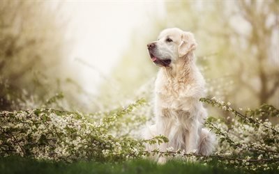 Golden Retriever Dog, forest, labradors, dogs, spring, pets, cute dogs, Golden Retriever