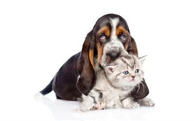 Basset Hound, Scottish Fold, filhote de cachorro, gatinho, cachorros, amizade, gatos, animais fofos, animais de estima&#231;&#227;o, Basset Hound Dog, Scottish Fold Gato