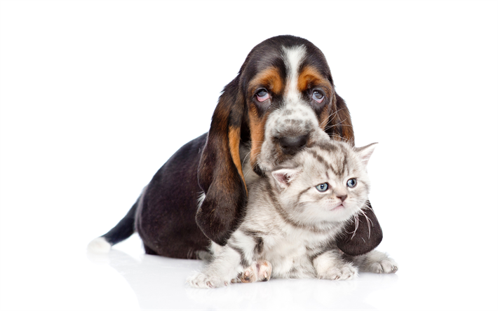 Basset Hound, Scottish Fold, perrito, gatito, perros, amistad, gatos, animales lindos, mascotas, Perro, Gato Scottish Fold