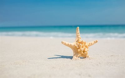 estrellas de mar, playa, arena, mar, islas tropicales, verano conceptos, viajes, vacaciones