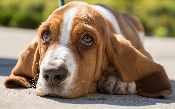 Basset Hounds, 4k, muzzle, cute animals, pets, dogs, Basset Hounds Dog