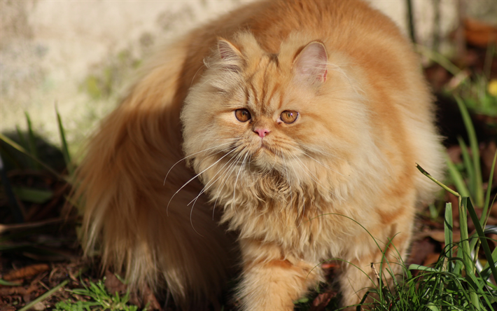 Persiska katt, ginger fluffig katt, husdjur, inhemska katter, rasen av fluffiga katter