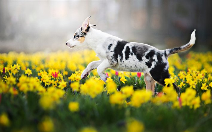 Australian Shepherd puppy, yellow flowers field, Aussie, bokeh, pets, summer, dogs, Australian Shepherd, cute animals, Australian Shepherd Dog, Aussie Dogs