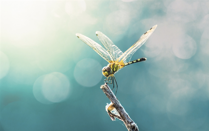 dragonfly, tree branch, macro, insects, beautiful yellow dragonfly