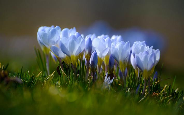 Crocuses, spring flowers, wild flowers, blue crocuses, saffron, blue beautiful flowers, spring