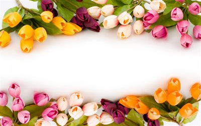 coloridas tulipas quadro, floral conceitos, floral quadros, fundo branco, flores da primavera, colorido floral moldura, tulipas quadros, fundo com flores