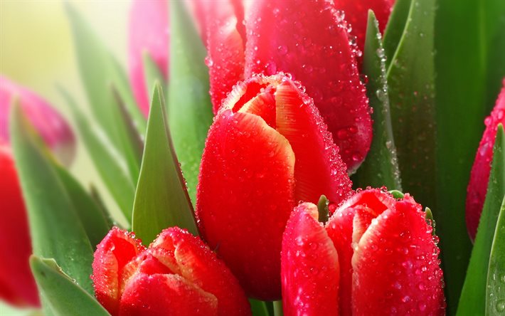 tulipanes rojos, close-up, bokeh, primavera, flores, ramo de tulipanes, flores rojas, macro, los tulipanes