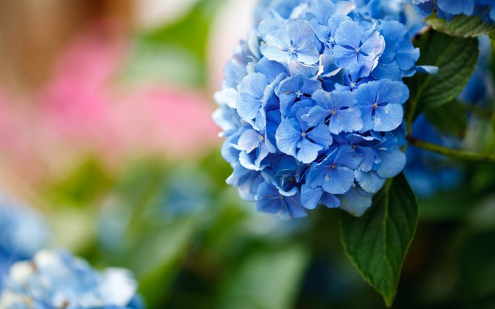 l&#39;hortensia, fleurs bleues, arri&#232;re-plan avec l&#39;hortensia, de belles fleurs bleues, floral, fond