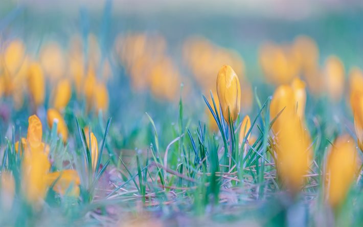 yellow crocuses, blur, spring flowers, crocuses, spring, background with crocuses