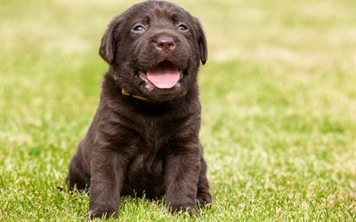 chocolate labrador, lawn, puppy, retriever, dogs, pets, small labrador, cute dogs, labradors