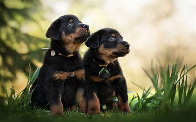 Beauceron, cane da pastore da Beauce, cuccioli, Pastore francese Cane, piccolo, carino cani, animali domestici, nero cuccioli, verde, erba, Bas Rouge