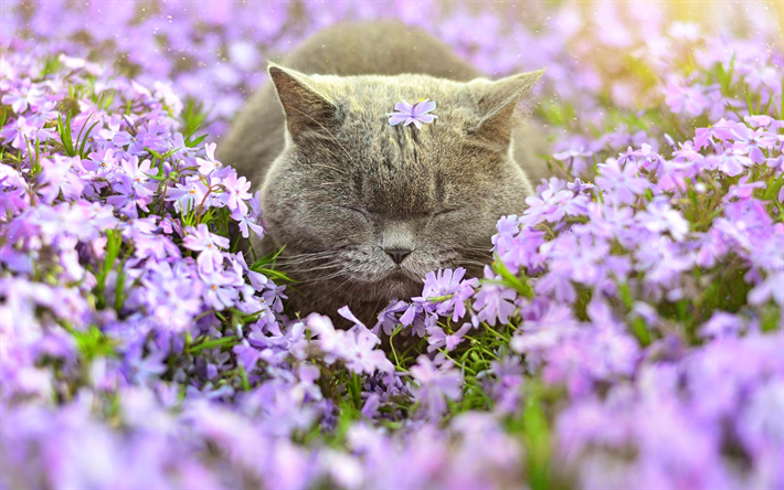 British Shorthair, flores, prado, o gato dom&#233;stico, gatos, gato cinzento, animais fofos, Gato British Shorthair