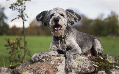 Bearded Collie, stone, close-up, dogs, cute animals, pets, Bearded Collie Dogs