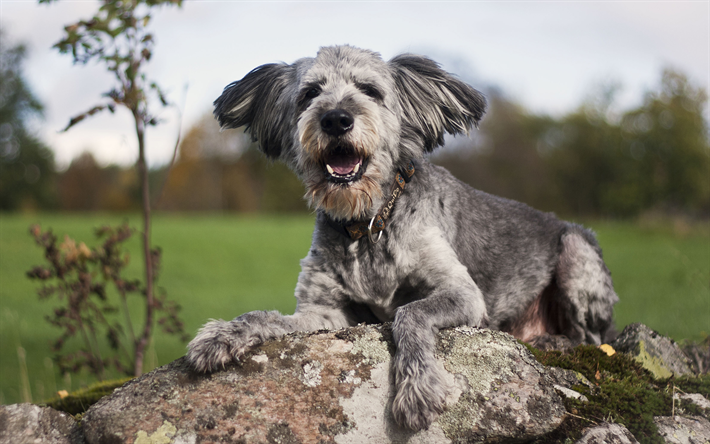 Bearded Collie, piedra, primer plano, perros, animales lindos, mascotas, Bearded Collie Perros