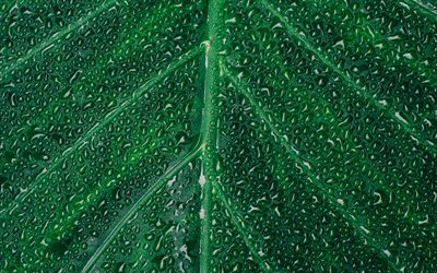 green leaf, 4k, dew, water drop, close-up, plant