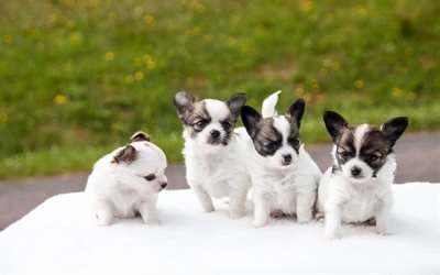 Chihuahua, 4k, filhotes, cachorros, fam&#237;lia, cinzento-branco chihuahua, animais fofos, animais de estima&#231;&#227;o, Cachorro Chihuahua