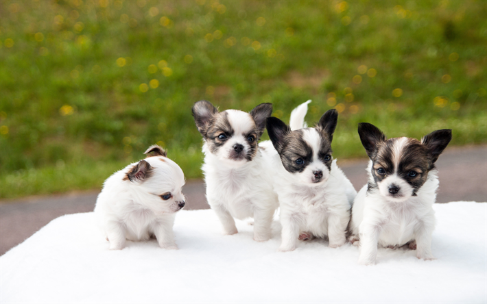 ダウンロード画像 チワワ 4k 子犬 犬 家族 灰白色のチワワ かわいい動物たち ペット チワワ犬 フリー のピクチャを無料デスクトップの壁紙