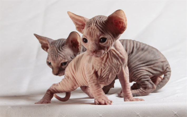 Chat Sphynx, sans poil, les chatons, les chats de petite taille, de mignons petits animaux, animaux de compagnie