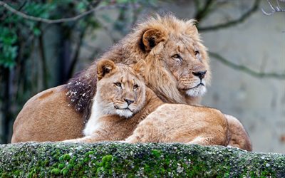 lionne et le lion, la faune, les pr&#233;dateurs, la fiert&#233;, lions, chats sauvages, Afrique