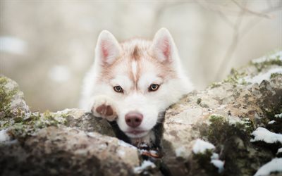 Husky Dog, stone, pets, cloe-up, Siberian Husky, puppy, cute animals, dogs, Husky