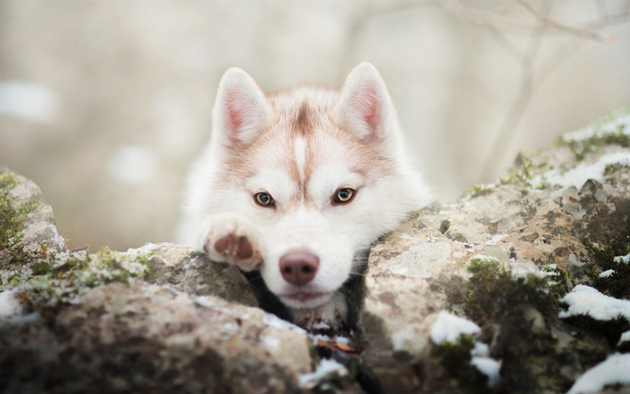 ダウンロード画像 ハスキー犬 石 ペット Cloe シベリアンハスキー 子犬 かわいい動物たち 犬 ハスキー フリー のピクチャを無料デスクトップの壁紙