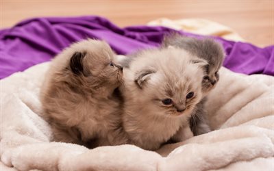 4k, Persian Kittens, family, pets, cute kitten, domestic cats, gray cat, gray persian kitten, Persian Cat, cats