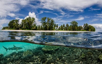 Seychelles, isola tropicale, sotto l&#39;acqua e sopra l&#39;acqua, underwater world, estate, squali, coralli, oceano