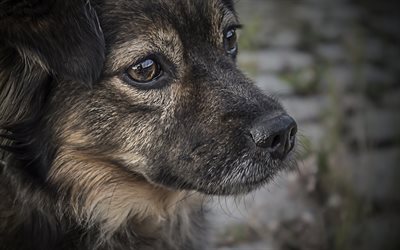 German Shepherd Dog, close-up, dogs, pets, puppy, German Shepherd