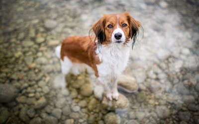 dog in the water, river, brown white dog, spaniel, wet ears, cute animals, dogs