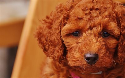 4k, Goldendoodle, puppy, cute dogs, furry dog, close-up, pets, dogs, Goldendoodle Dog