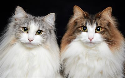 Ragdoll, vackra fluffiga katter, husdjur, vit katt, rasen av fluffiga katter