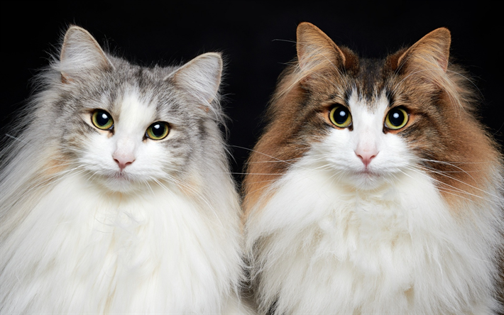 Ragdoll, 美しいふかふかの猫, ペット, 白猫, 繁殖のふかふかの猫