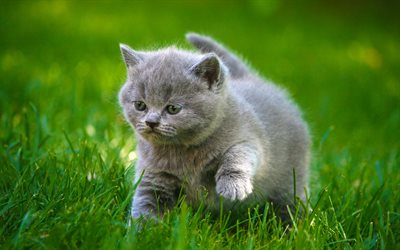 British Shorthair Kitten, verde, erba, gattino, gatto domestico, gatto, gatto grigio, simpatici animali, Gatto British Shorthair