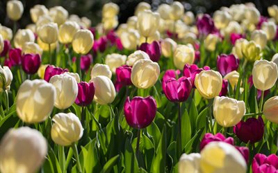 valkoinen tulppaanit, kev&#228;t, violetti tulppaanit, kukka-kent&#228;n, luonnonkasvit, kukka tausta