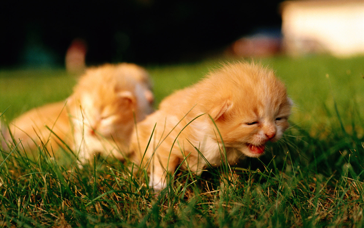 Scottish Fold Gatinhos, o gato dom&#233;stico, gengibre gatinho, animais de estima&#231;&#227;o, desfoque, gatos, animais fofos, Scottish Fold, gramado, Gengibre Scottish Fold
