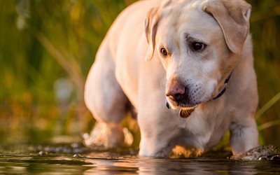Labrador Retriever, puppy, small brown dog, fright concepts, puppy in the water, small cute animals