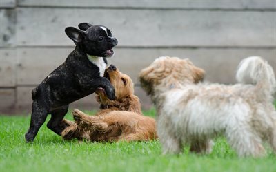Cocker Spaniel, French bulldog, Glen of Imaal Terrier, 4k, friendship, puppies, lawn, dogs, pets