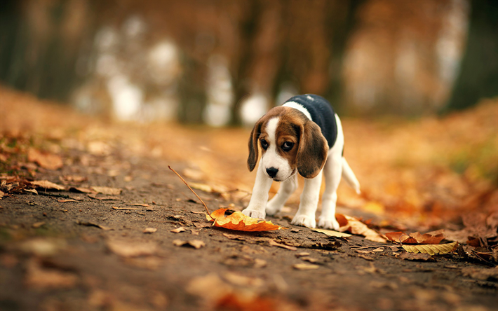 Beagle, bokeh, pentu, koirat, syksy, lemmikit, Beagle Koira, surullinen koira