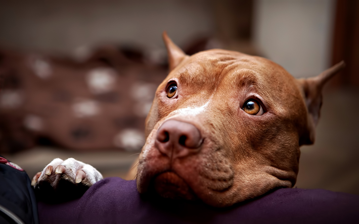 Pit Bull, blur, close-up, cani, Pit Bull Terrier, un cane triste, marrone Pit Bull, animali domestici, Cane pitbull