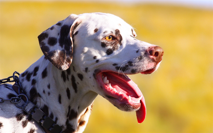 dalmatiner, haustier, gro&#223;er hund, schwarze flecken, hunderassen, unsch&#228;rfe, bokeh
