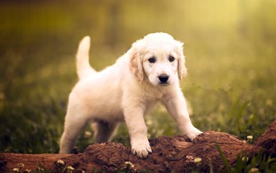 Golden Retriever, puppy, labrador, forest, dogs, pets, cute dogs, Golden Retriever Dog