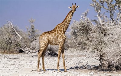 giraffe, desert, Africa, savannah, sand, wildlife