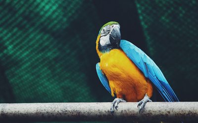 Arara, ramo, papagaios, close-up, colorido papagaio, Ara