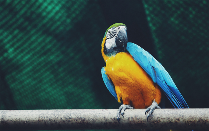 Macaw, branch, parrots, close-up, colorful parrot, Ara