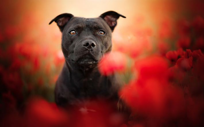 Staffordshire Bull Terrier, close-up, c&#227;o preto, cachorros, animais de estima&#231;&#227;o, flores, Staffordshire Bull Terrier C&#227;o